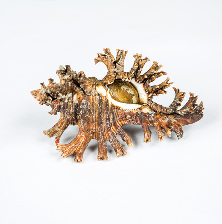 Sea shell on the white background
