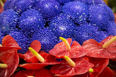 Anthurium Growerの写真素材