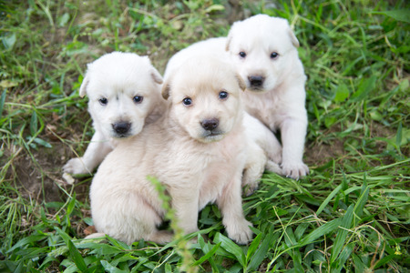 new born doggy on green parkの写真素材