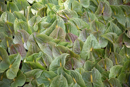 Anthurium Grower