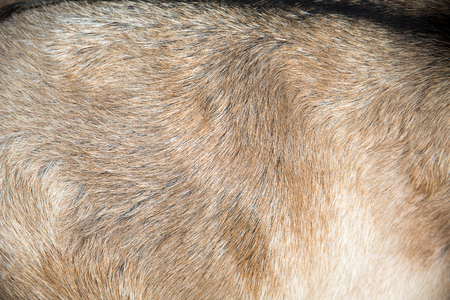 Goat fur/Goat fur backgroundの写真素材