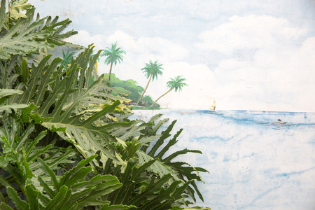 island plants and the wallの写真素材