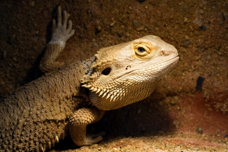 lizardの写真素材