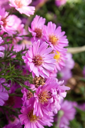 flowersの写真素材