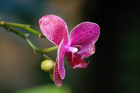 flowersの写真素材