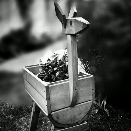 Backyard garden. The pansies.の素材