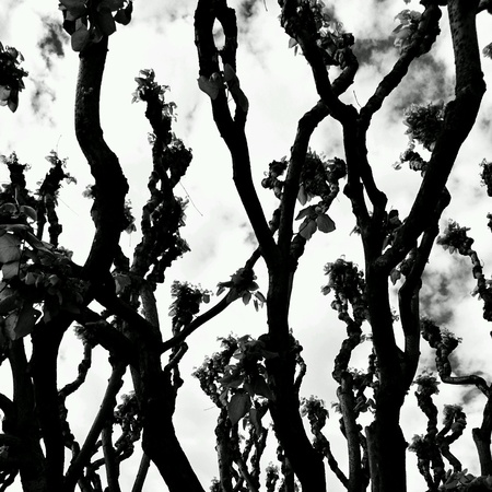 The trees. Sopot, Poland.の素材