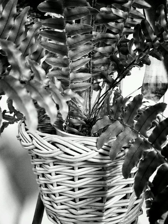 Plant in house.の素材