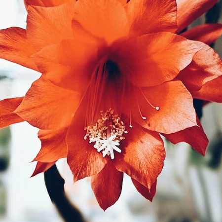 Epiphyllum Haworth flower.の素材