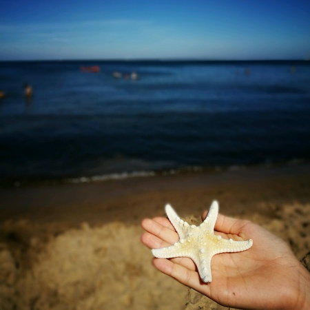 Starfish. Souvenir from the Baltic Sea.の素材
