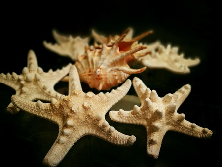 Starfish and shell souvenirs from the sea.の素材