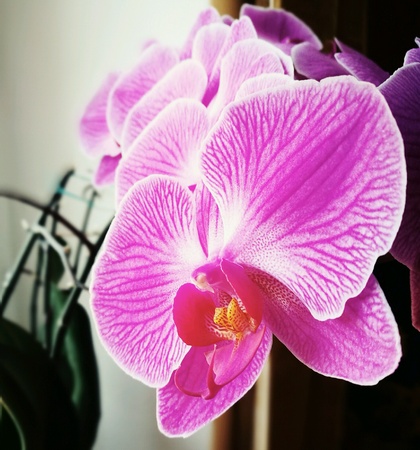 Orchidaceae, Purple orchids, flower from the window.の素材