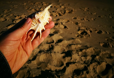 Shell on the beach.の素材