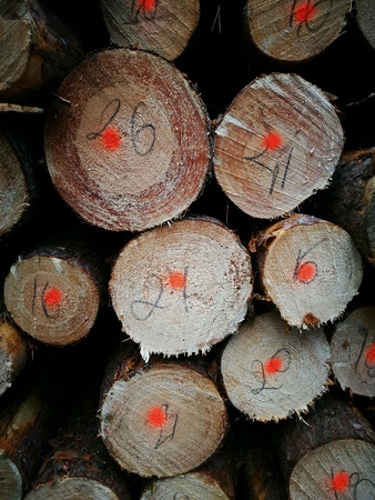 Tuchola Pinewoods. Deep forest land in Northern Poland.の素材
