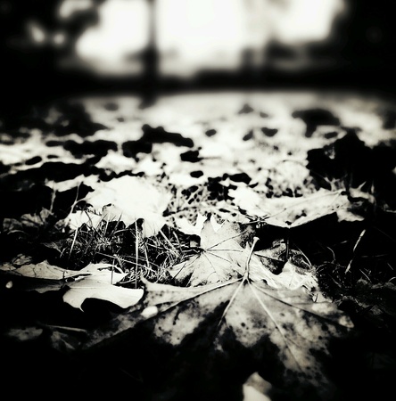 Autumn in outdoor park.