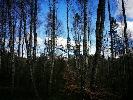 Forest in Poland.