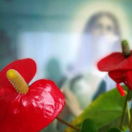Anthurium flower and Saint Theresa paint.の素材