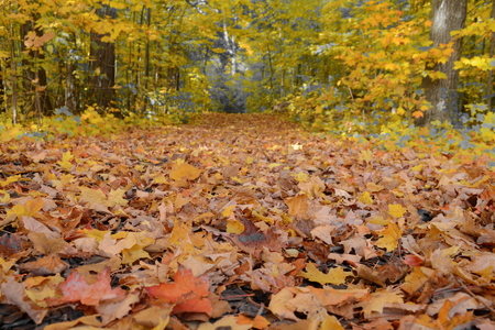 Canada fallの写真素材