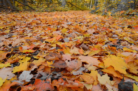 Canada fallの写真素材