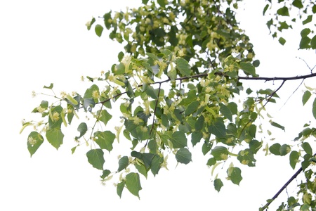 Linden blossomの写真素材