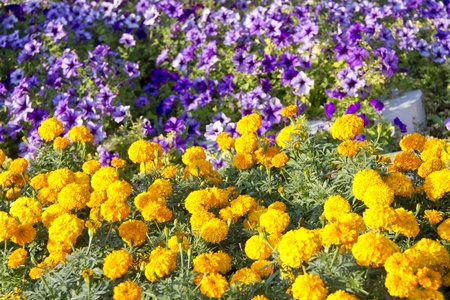 Saffron flowersの写真素材