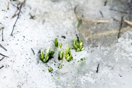 Early snowdrops grow in the woods in the snowの写真素材