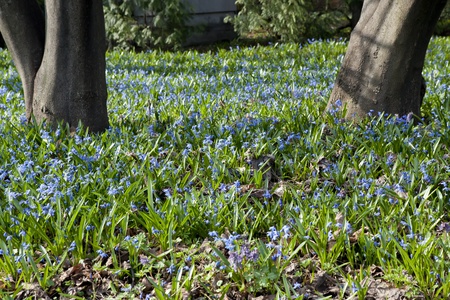 Scilla and grass in a green clearing in the woods
