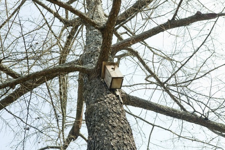wooden nesting box on the oak in the gardenの写真素材