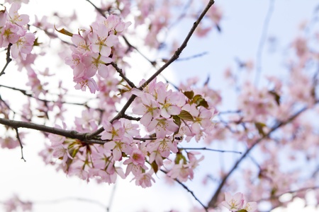 Blossom sakura branch in the garden on a sunny dayの写真素材