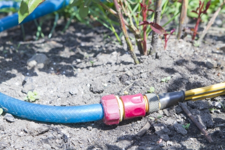 watering the plants with a garden hoseの写真素材