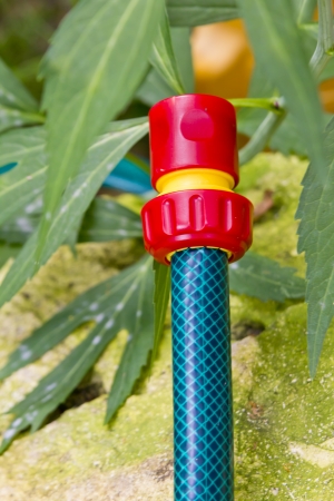 watering the plants with a garden hoseの写真素材