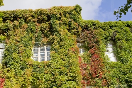 Green vegetable facade of old house with windowsの写真素材