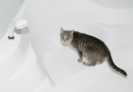 fluffy cat drinking water in the bathの写真素材