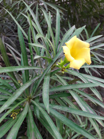 Flower in Taj Mahal Garden