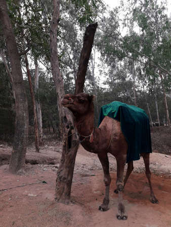 camel rideの写真素材