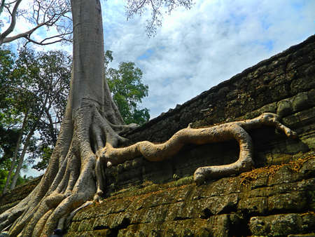 Cambodia.the TA Prohm templeの写真素材