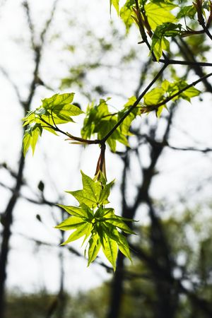 leaves of a branch at beautiful days of springの写真素材