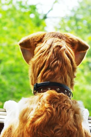 a funny dog is looking through the window to waiting for the summerの写真素材