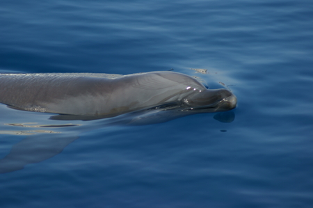 Dolphin in the Oceanografic Valenciaの写真素材