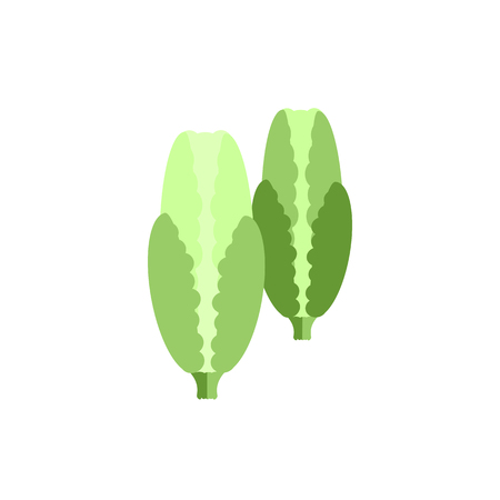 cabbage color icon flat vector vegetable on white backgroundのイラスト素材