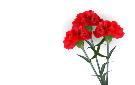 Realistic red flower carnation isolated white background. Soft shadow material sryle. Vector illustration floral plant template.のイラスト素材