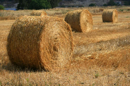 Golden sheaves of hay in solar summer day