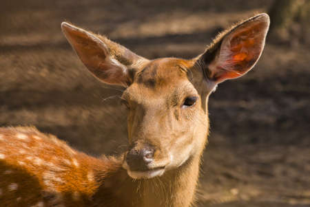 Female of a spotty deer in the summer in the wood