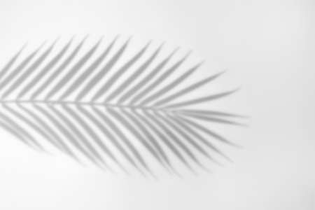 The shadow of a palm leaf against a white wall.の写真素材