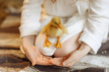 Little girl sits in a barn and holds a duckling on her lap.の写真素材