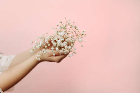 Female hands hold a gypsophila flowerの写真素材