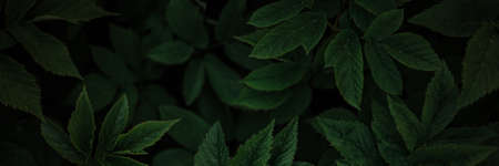 Banner green leaf natural for background