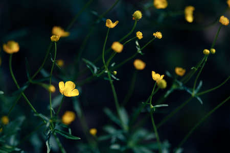 Soft-focus close-up of yellow flowersの写真素材