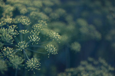 Green branches of dill