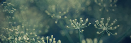 Green branches of dill